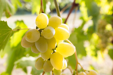 White wine grapes in the vineyard