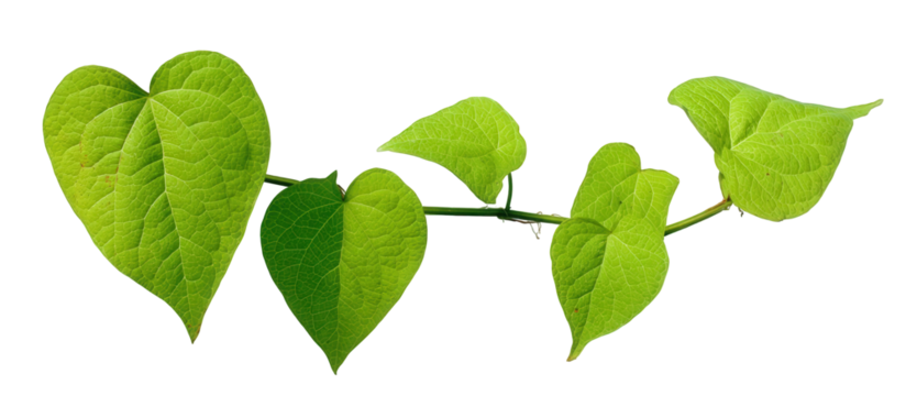 Bright Green Vine with Heart Shaped Leaves on Black Background