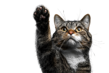 A cute tabby cat raises its paw, isolated on a transparent background, playful and adorable. background removed