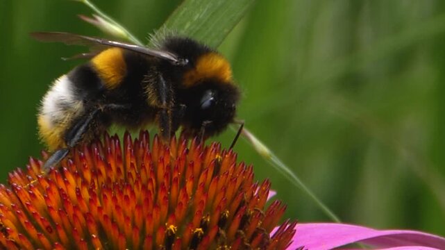 Close up of bumble bee collecting nectar from a purple flower