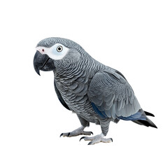 Naklejka premium ultrarealistic gray parrot, full-body shot, white background, 