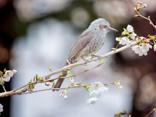枝にとまるヒヨドリ