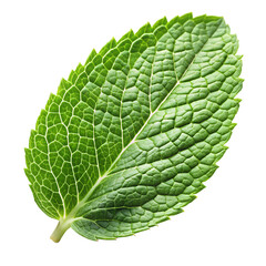 Fototapeta premium A single fresh mint leaf with intricate veining, isolated on a transparent background, showcasing its vibrant green color and texture