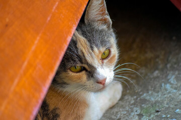 Cat resting outdoors in partial shade
