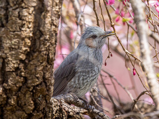 枝にとまるヒヨドリ