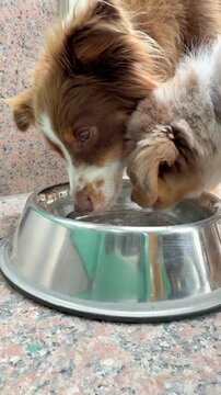 There are two happy dogs enjoying drinking water together in a cheerful and adorable manner
