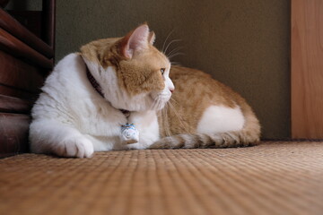 A Cat Looking Out the Window in a Japanese Room on a Calm Summer Afternoon
和室の窓辺で外を眺める猫、穏やかな夏の午後