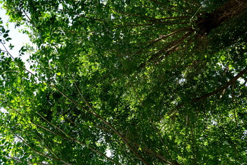 Fototapeta premium Feuillage vert dans la forêt.