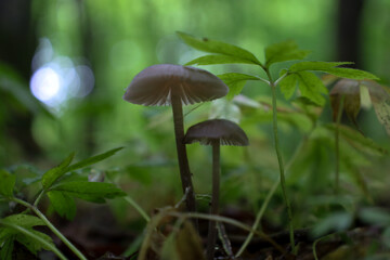 A pair of miniature mushrooms with graceful caps and young forest plants create a delicate composition. The blurred light background emphasizes their fragility, giving the photograph a sense of myster