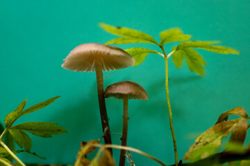 Miniature mushrooms and young plants grow against a bright turquoise background, creating a surreal composition. This macro photograph highlights the astonishing beauty of tiny details that often go u