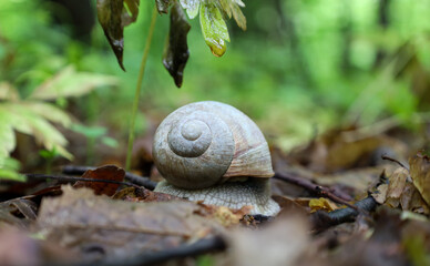 A macro photograph shows a snail slowly crawling on wet forest ground covered with fallen leaves. The spiral pattern on its shell and the details of the leaves create an enigmatic composition filled w