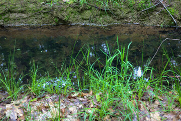 A crisp macro photo of a small stream flowing through a forest. The bright green grass in the foreground contrasts with the dark water and reflections, creating a dynamic and natural scene.