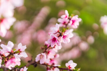 Peach trees blossom in spring