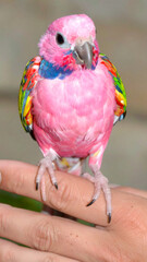 Colorful pink bird on hand