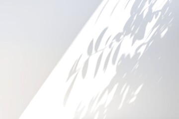 Obraz premium tree shadows isolated on the white wall
