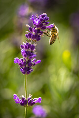 Ogrody Greckie na Zapopradziu w Muszynie latem. Detal natury. © rogozinski