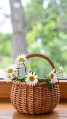 Daisies in wicker basket window view