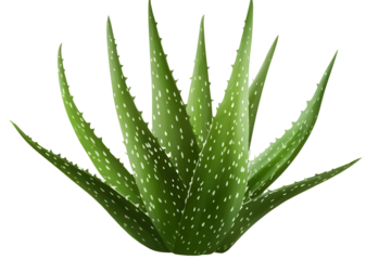 Bright green aloe vera leaves showcasing distinctive speckles in a natural setting during daylight hours under clear skies