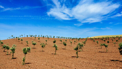 olive trees along the sixth stage of the Camino de Santiago from Estella to Los Arcos