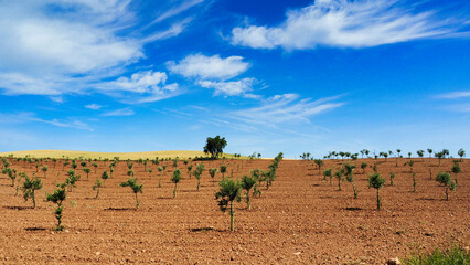 olive trees along the sixth stage of the Camino de Santiago from Estella to Los Arcos