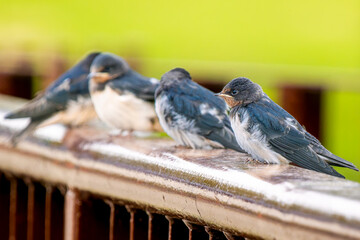 手すりにとまるツバメの群れ