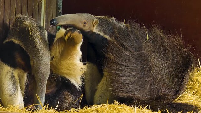 Close up of two large anteaters sitting together, grooming and scratching them self's.
