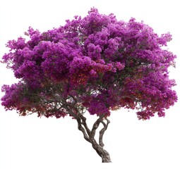 Fototapeta premium Lush, vibrant purple flowering tree against a white background