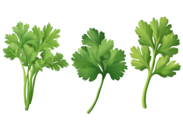 Fresh coriander leaves isolated on a transparent background showcasing vibrant green color and distinct leaf shapes in culinary presentation