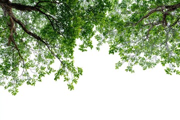 Lush green leaves and branches, isolated on white