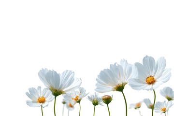White Cosmos Flowers on Black Background