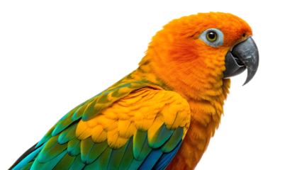Close up of a sun conure with vibrant orange head and yellow and green feathers on a white background