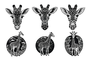 Beautiful and playful Giraffe