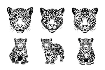 Beautiful and playful Jaguar