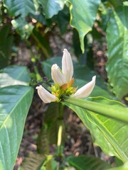 Fototapeta premium Close-up of coffee plant flower buds in early bloom with green leaves in the background. Coffea plant, tropical agriculture, and botanical growth detail. 