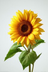 Obraz premium Single sunflower against a light background
