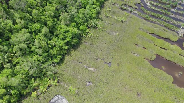 Drone footage of cap ternay mangrove, panning shot, Mahe Seychelles 30fps 8.