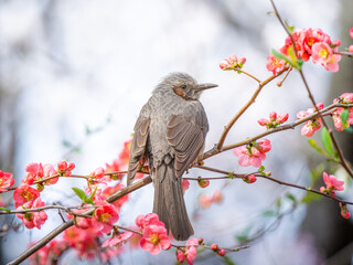 ボケの花とヒヨドリ