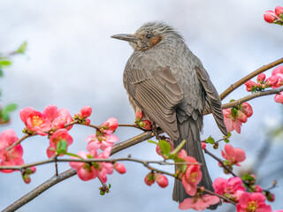 ボケの花とヒヨドリ