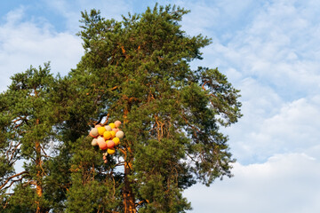 A bunch of balloons stuck in the branches of a spreading pine tree against a blue sky with clouds....