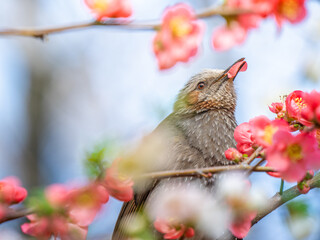 ボケの花とヒヨドリ