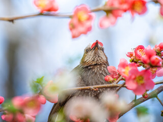 ボケの花とヒヨドリ
