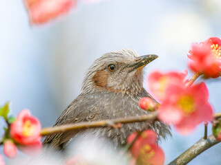 ボケの花とヒヨドリ
