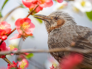 ボケの花とヒヨドリ