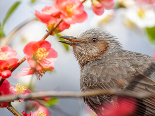 ボケの花とヒヨドリ