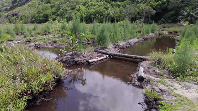 Moving forward drone footage of cap ternay mangrove near trees, Mahe Seychelles 30fps