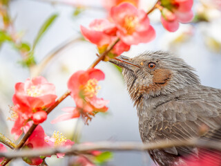 ボケの花とヒヨドリ