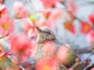 ボケの花とヒヨドリ