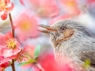 ボケの花とヒヨドリ
