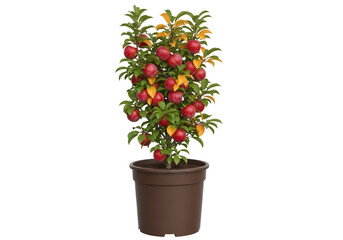 Fototapeta premium A vibrant tree in a dark brown pot, showcasing ripe red apples and vibrant autumnal leaves.