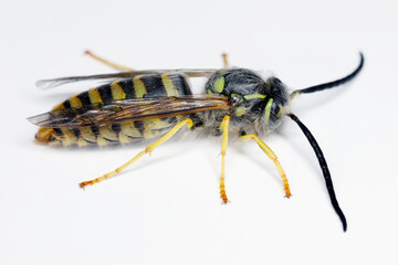 Male of German Wasp (Vespula germanica) side shot on a gray background.